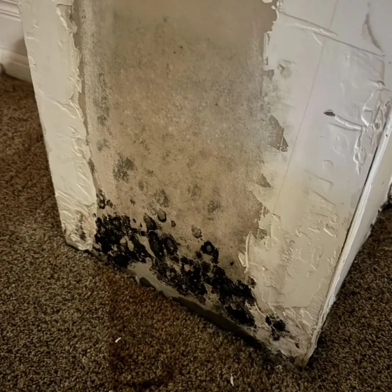 Professional Mold Removal in Spencer, NC